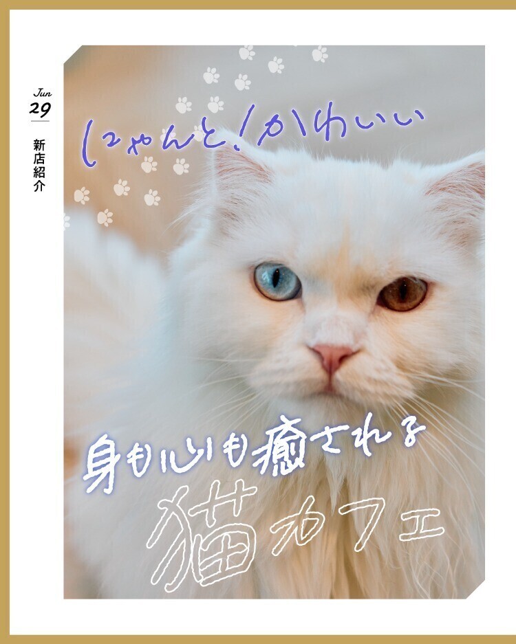 にゃんと！かわいい身も心も癒される猫カフェ