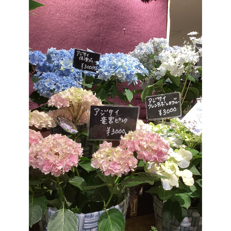 即決☆アジサイ☆紫陽花☆薄紫色の花☆1株☆草丈20～30cm位第